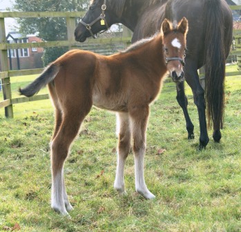 Bay filly by Danehill Dancer